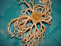 Thumbnail for version as of 02:12, 9 June 2008