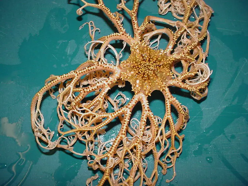 File:BasketStar NOAA.jpg