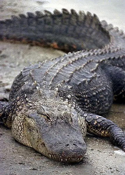 File:Florida Alligator.jpg