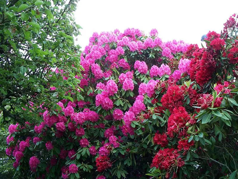 File:Garden with Rhododendrons.JPG