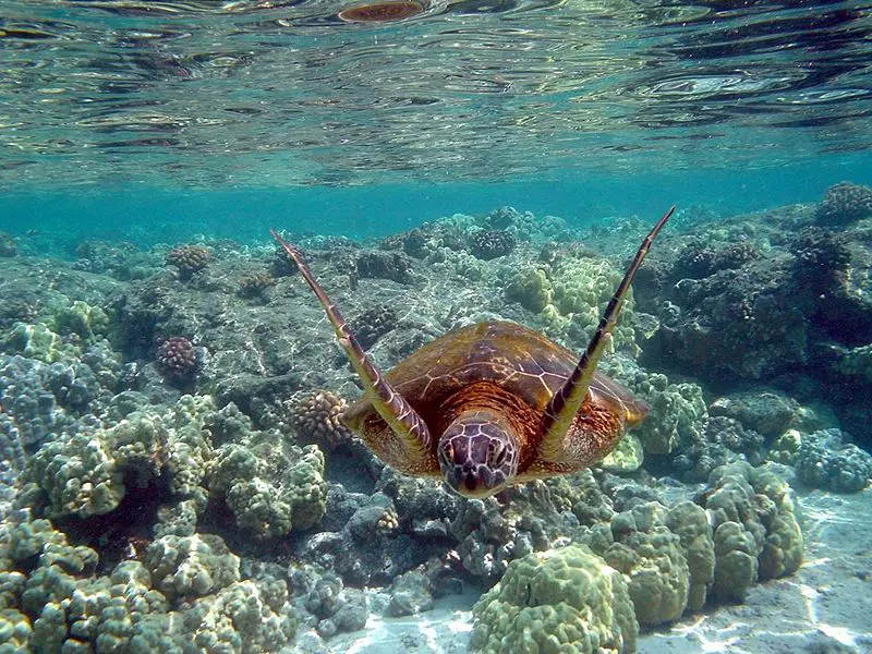File:Green turtle.JPG