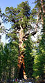 Thumbnail for version as of 16:58, 14 May 2006