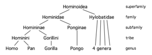 Hominoid taxonomy 7.png