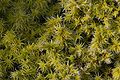 Thumbnail for version as of 21:03, 8 December 2008