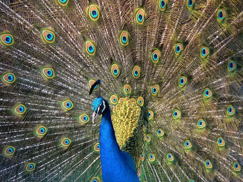 File:Pfau imponierend.jpg