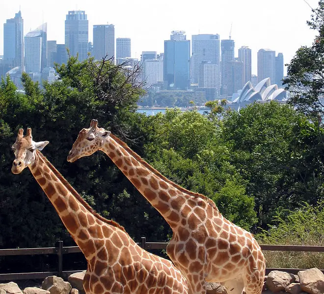 File:Sydney taronga zoo.jpg