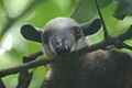 Thumbnail for version as of 03:23, 24 September 2007