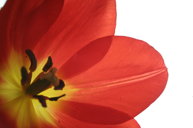 File:Tulip red.JPG