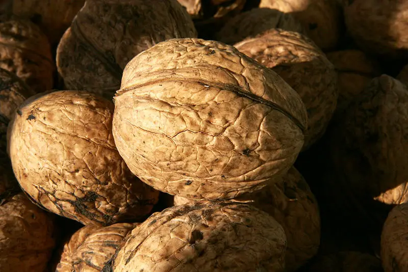 File:Walnut02.jpg