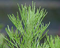 Thumbnail for version as of 00:24, 18 April 2008