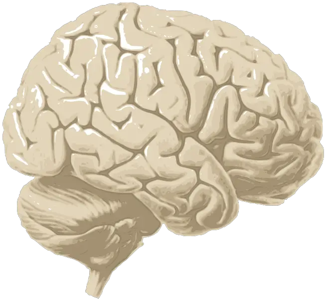 File:Brain.svg