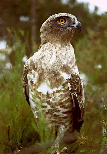 File:Circaetus gallicus 01.JPG