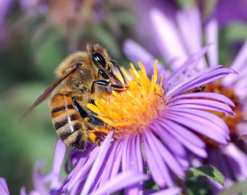 Pollination - New World Encyclopedia