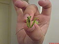 Thumbnail for version as of 03:55, 27 October 2007