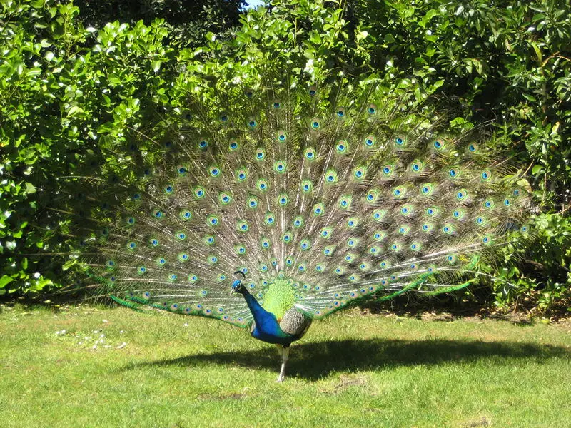 File:Peacock 2.JPG