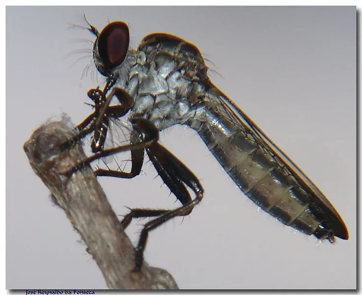 File:Robber Fly 1 REFON.JPG