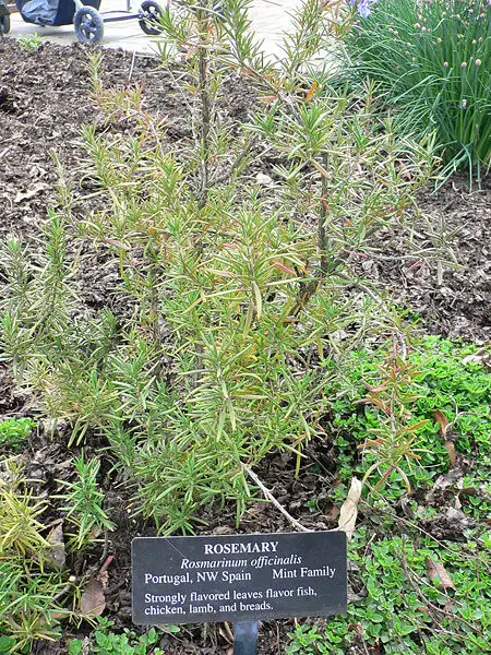 File:Rosmarinus officinalis.jpg