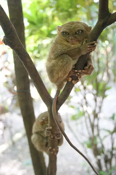 File:Tarsius Syrichta-GG.jpg