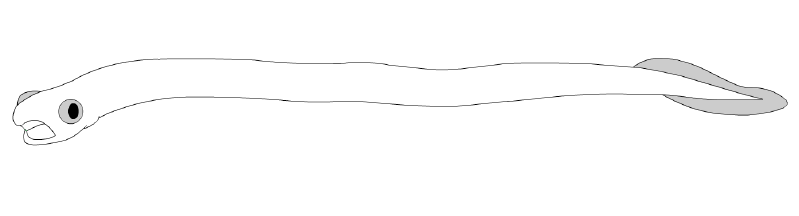 File:Agnata.png