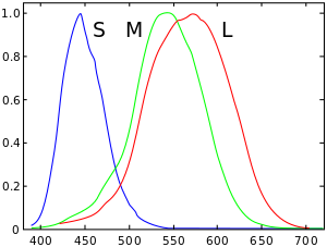 Normalized responsivity spectra of human cone cells, S, M, and L types. Vertical axis: Responsivity. Horizontal axis: Wavelength in nanometers.