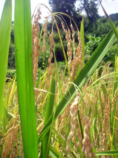 File:Ifugao Rice.png