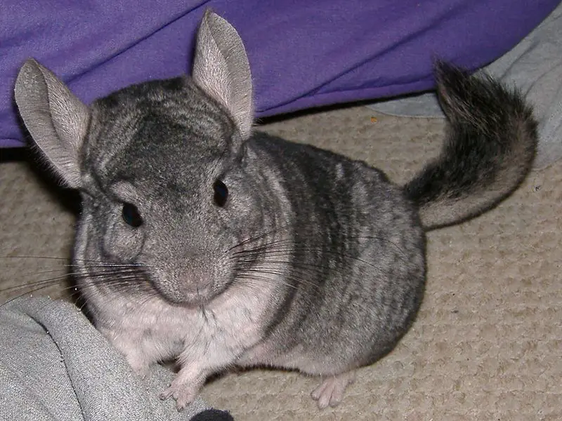 File:LittleGuy.jpg