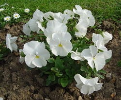 Viola x wittrockiana omega F1 blanc pur dsc00972.jpg