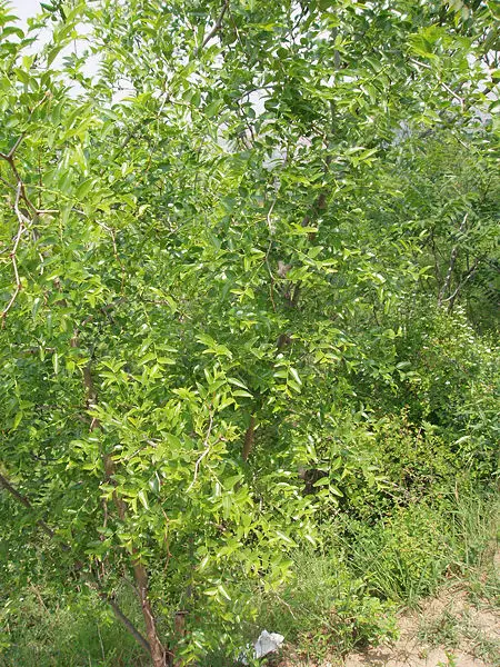 File:ZiziphusJujubaVarSpinosa.jpg