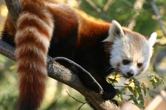 Red panda - New World Encyclopedia