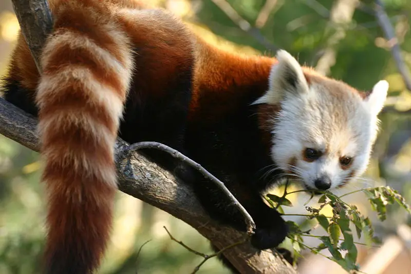 File:Ailurus fulgens1.jpg