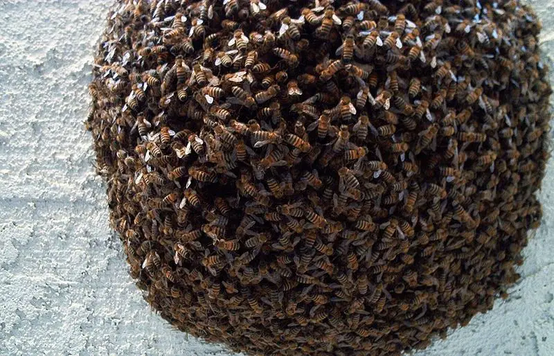File:Beeswarm1.jpg