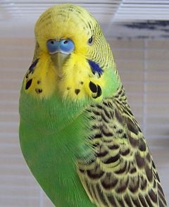 Male Budgerigar of normal coloration