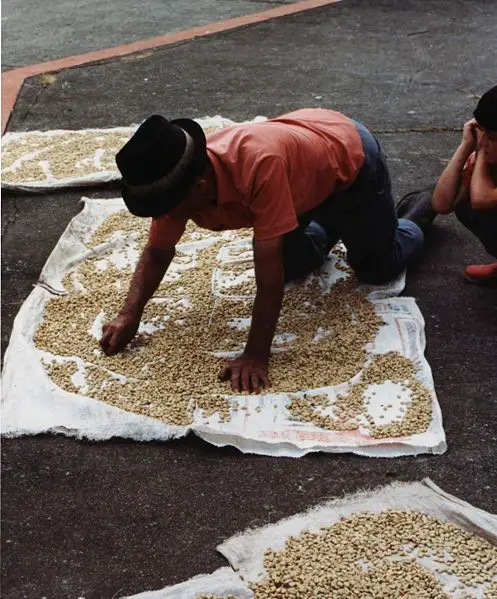 File:Coffee Farmer.jpg