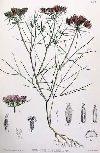 Cumin - New World Encyclopedia