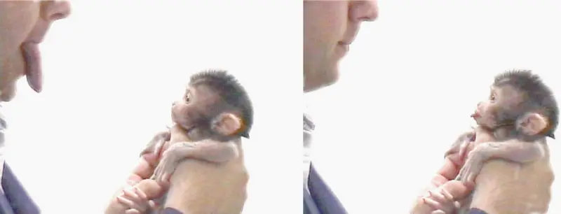 File:Makak neonatal imitation.png