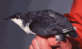 Thumbnail for version as of 16:05, 20 August 2007
