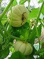 Thumbnail for version as of 16:01, 12 April 2008