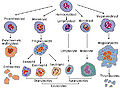 Thumbnail for version as of 19:31, 5 May 2007