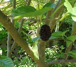 Ripe mulberry on tree
