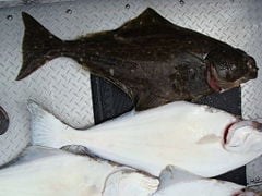 Pacific halibut (H. stenolepis). Halibut tend to be a mottled brown on their upward-facing side and white on their downside