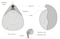 Thumbnail for version as of 03:42, 6 January 2007