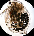 Thumbnail for version as of 00:37, 15 May 2008