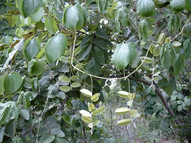 File:Dioscorea Bild1162.jpg