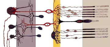 Cone cell - New World Encyclopedia