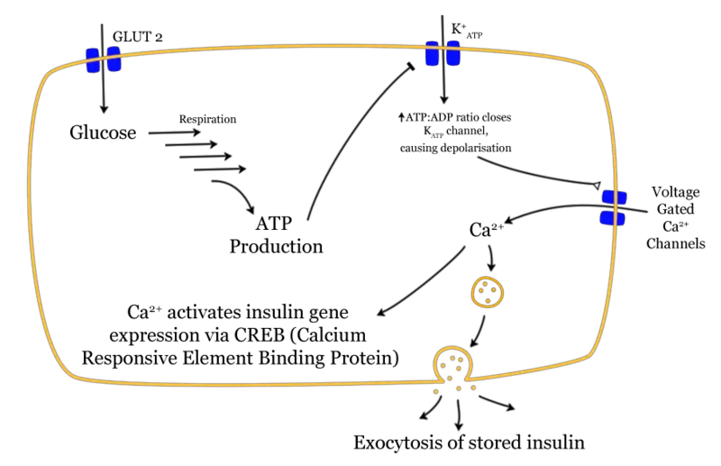 File:Glucose-insulin-release.png