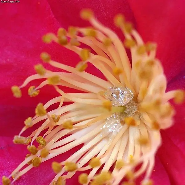 File:Nectar.jpg