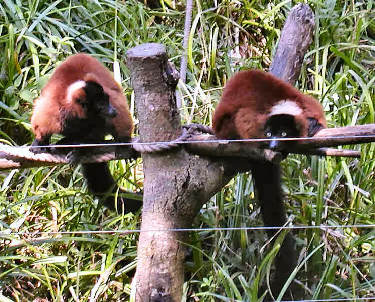 File:Red-ruffed lemur.jpg