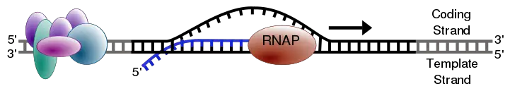 File:Simple transcription elongation1.svg