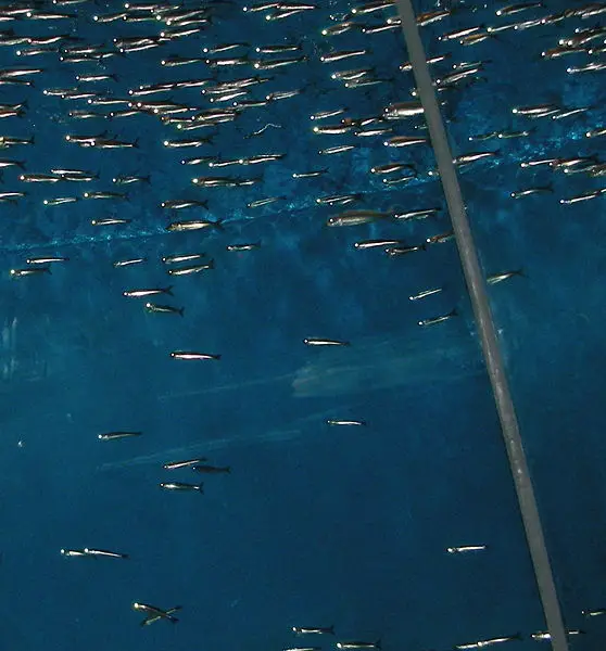 File:Anchovies-monterey.jpg