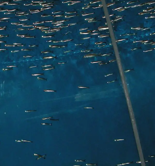 Anchovy New World Encyclopedia